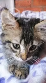Se regala gatito - Imagen 2