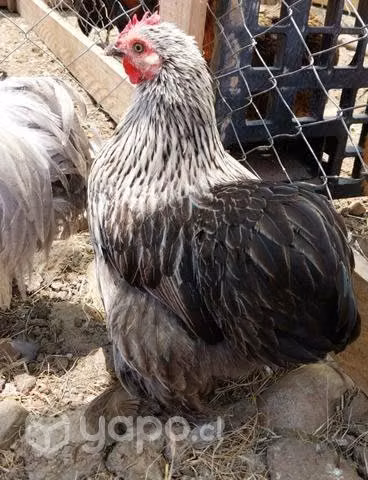 Gallinas y gallos conchichinas - Imagen 4