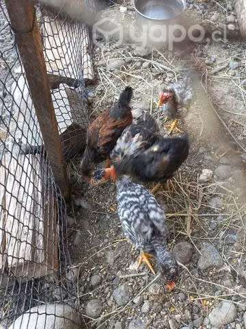 Pollos.