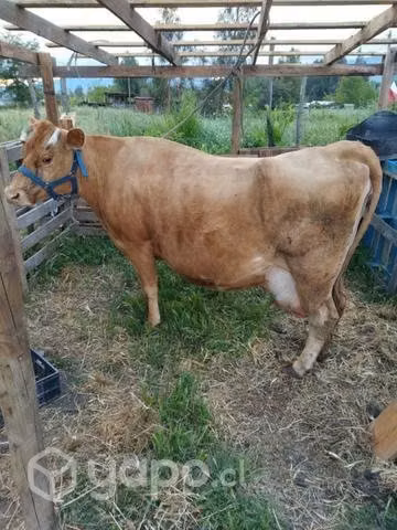 Vaca lechera
