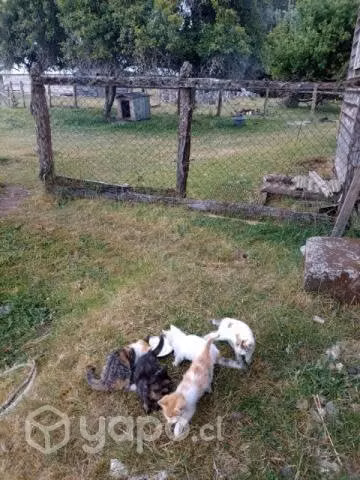 Se regalan gatitos tienen 2 meses 1/2.