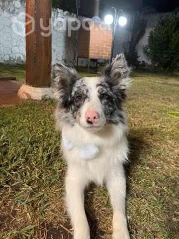 Ofrezco macho Border Collie para cruza