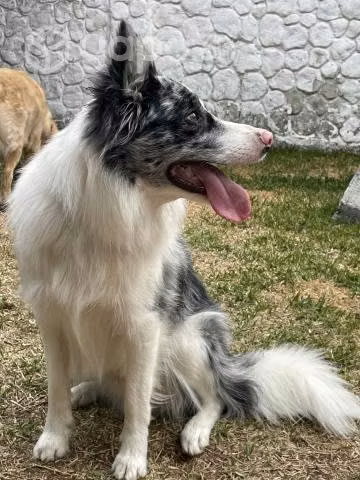 Ofrezco macho Border Collie para cruza