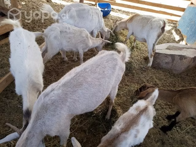 Cabra y chivato
