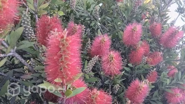 Paisajista