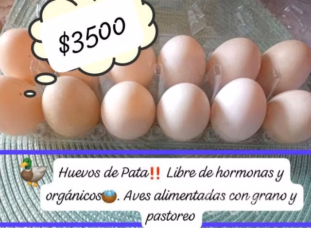 Huevos de pata frescos