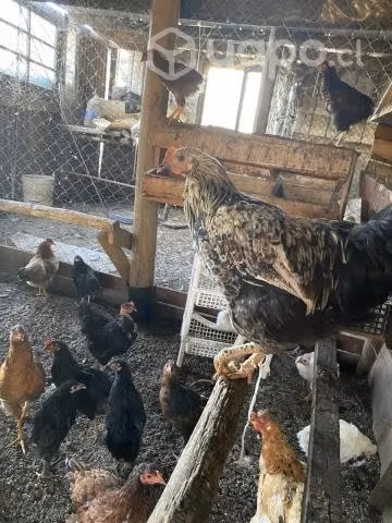 Pollos y pollas