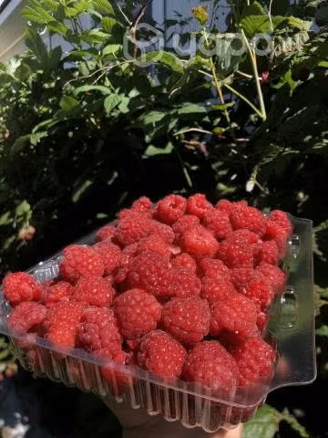 Frambuesas a pedido