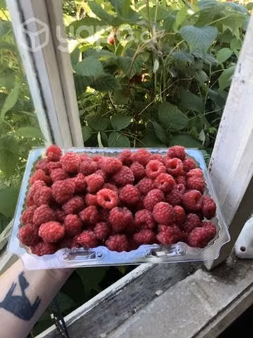Frambuesas a pedido