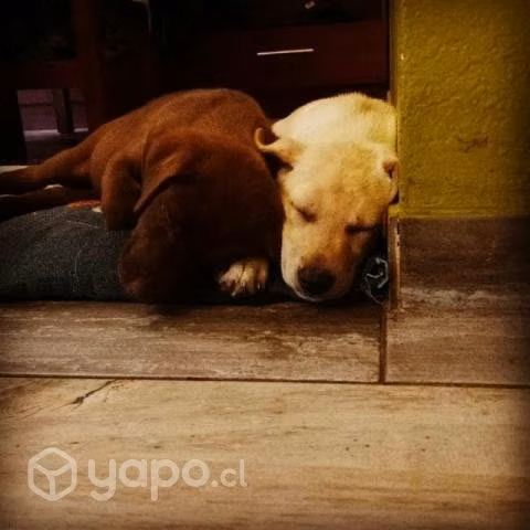 Regalo perritas - Imagen 2