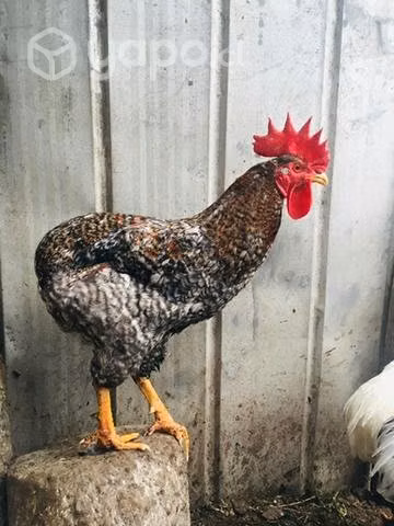 Gallos colloncos - Imagen 2
