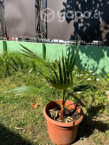 Palmera abanico 70 cm, 1 mt ancho