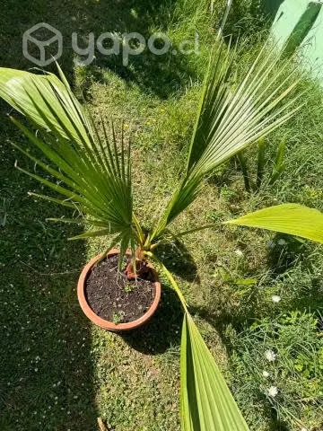 Palmera abanico 70 cm, 1 mt ancho