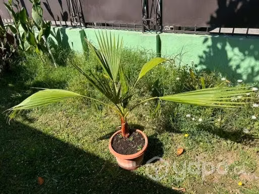 Palmera abanico 70 cm, 1 mt ancho