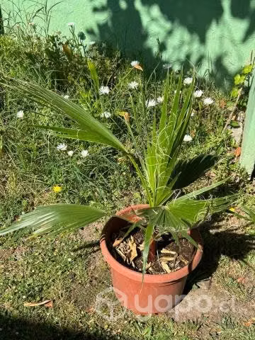 Palmera abanico 70 cm, 1 mt ancho