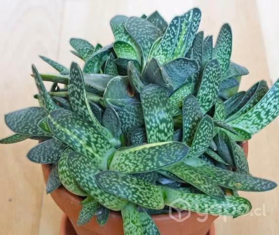 Lindas Suculentas Gasteria