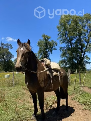 Se vende potrillo