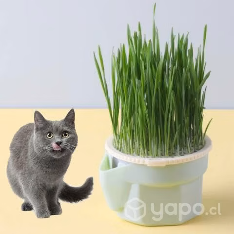 Vaso de plantación de pasto para gatos