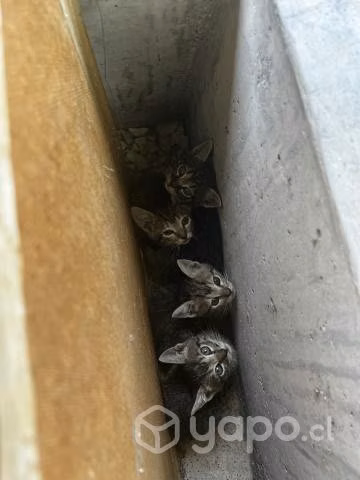 Gatitos en adopción 3 - Imagen 2