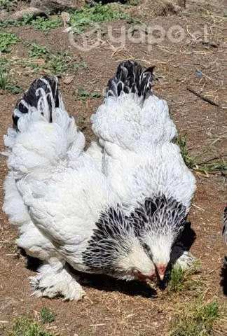 Aves Brahma