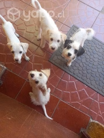 Se regalan perritos mestizos Fox terrier