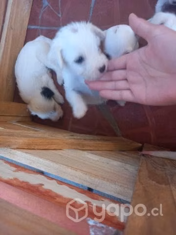 Se regalan perritos mestizos Fox terrier