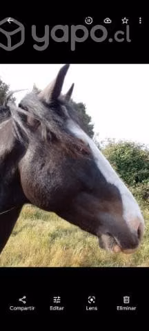 Caballo