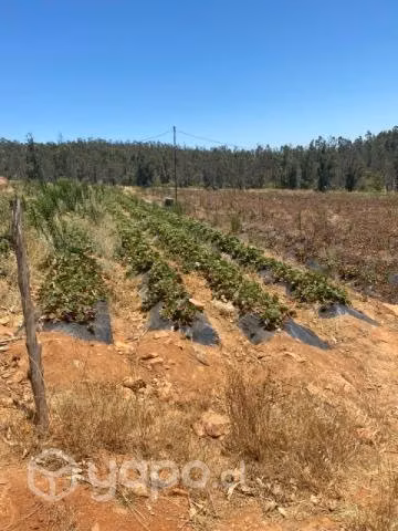 Parcela de 7,5 hectáreas en san pedro de melipilla