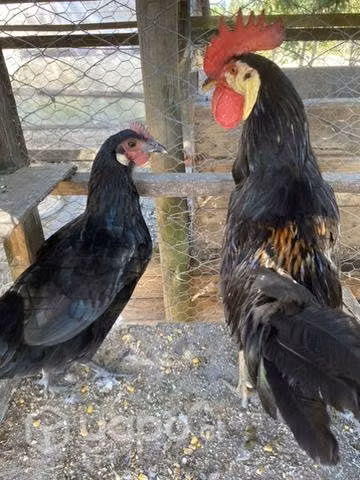 Pareja de Aves Payasos