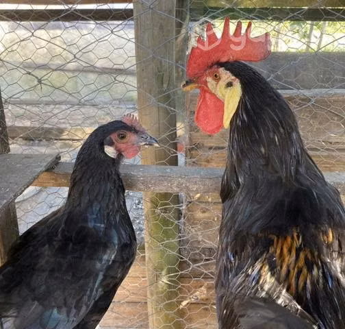 Pareja de Aves Payasos