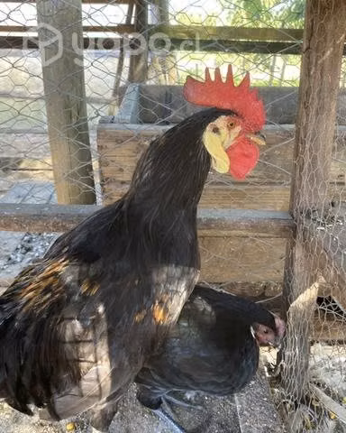 Pareja de Aves Payasos