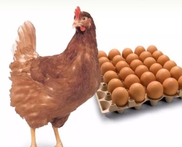 Huevos de gallina libre