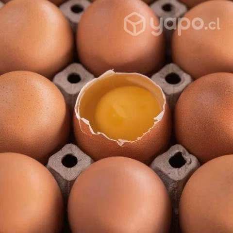 Huevos de gallina libre
