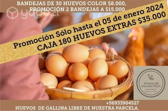 Huevos de gallina libre