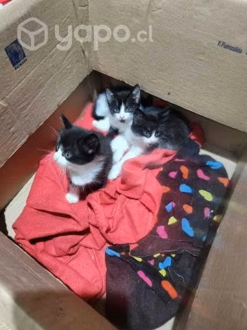 Regalo gatitos