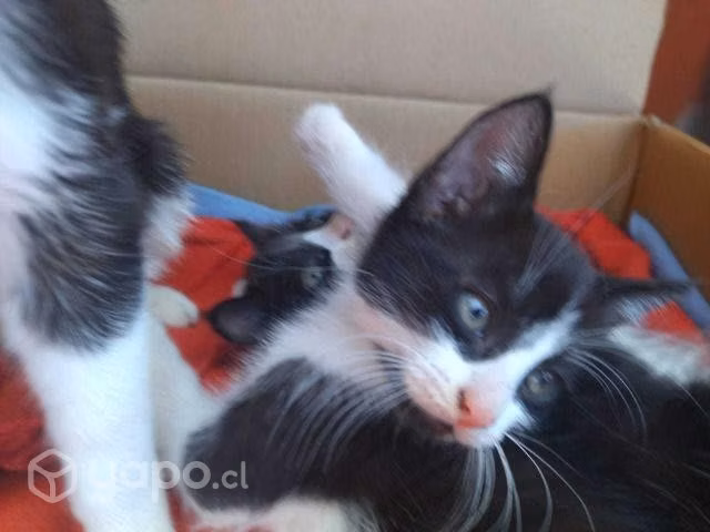 Regalo gatitos