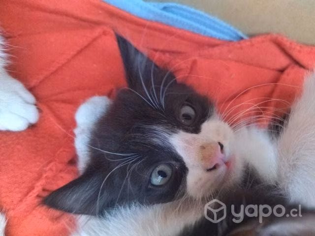Regalo gatitos