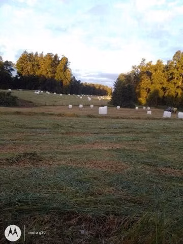 100 bolos pasto natural