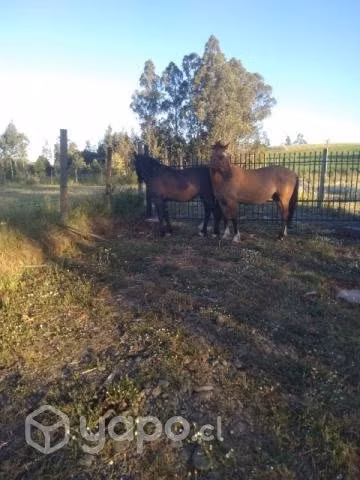 Se venden caballos