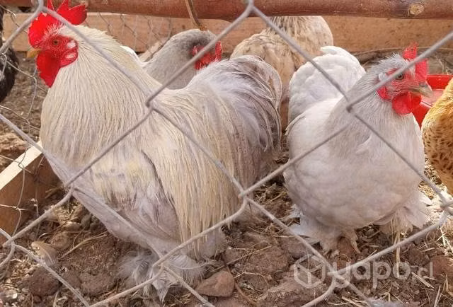 Plantel de gallinas