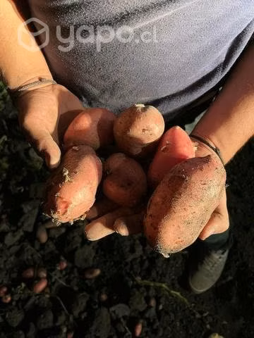 Papas nuevas recién sacadas astrid