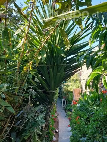Palmera yuca se regala
