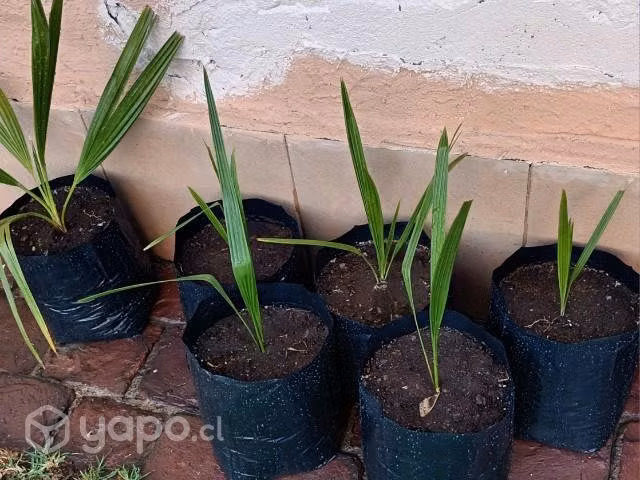 Palmeras