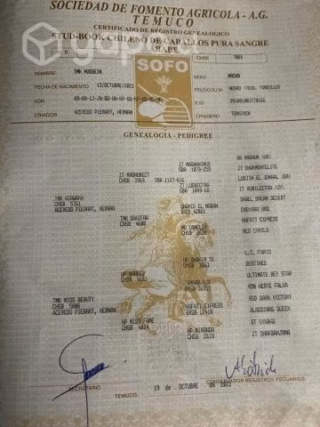 Vendo potro joven árabe seleccionado