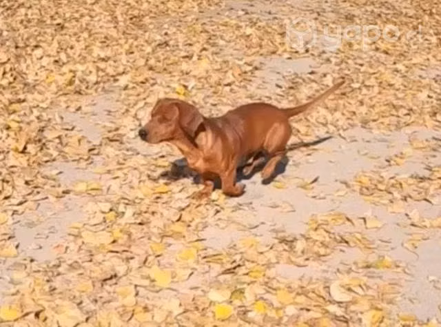 Salchicha Dachshund para cruza