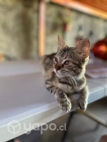 Regalo bella gatita - Imagen 5