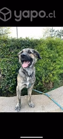 Cachorro en adopcion mezcla de cursinu