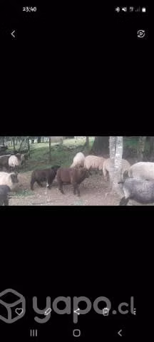 Venta de corderos