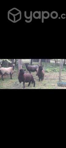 Venta de corderos - Imagen 3