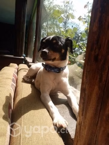 Fox terrier hembra para cruza.